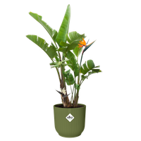 vibes fold rond 30cm vert fougère